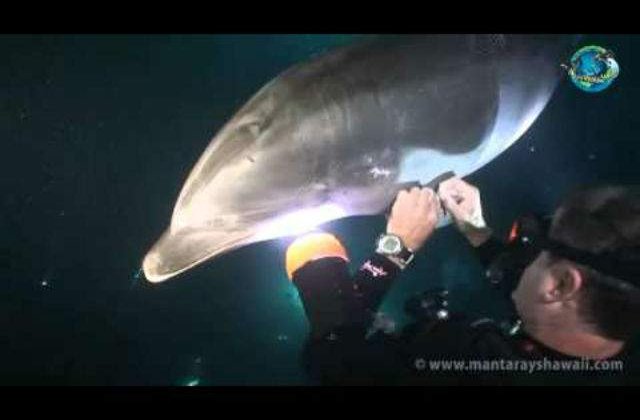 [VIDEO] Un delfin se apropie de un grup de scafandri. Motivul? Induiosator