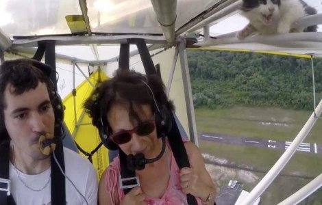  Video  A decolat cu o pisica ascunsa pe aripa avionului