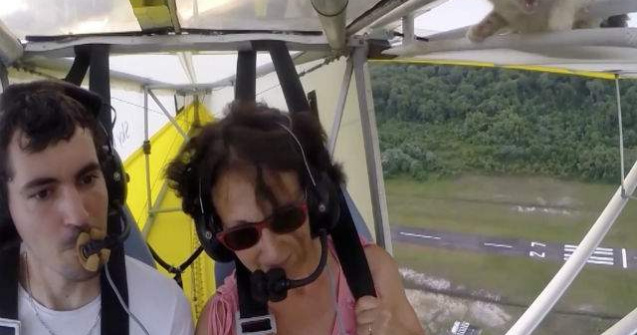 Video  A decolat cu o pisica ascunsa pe aripa avionului