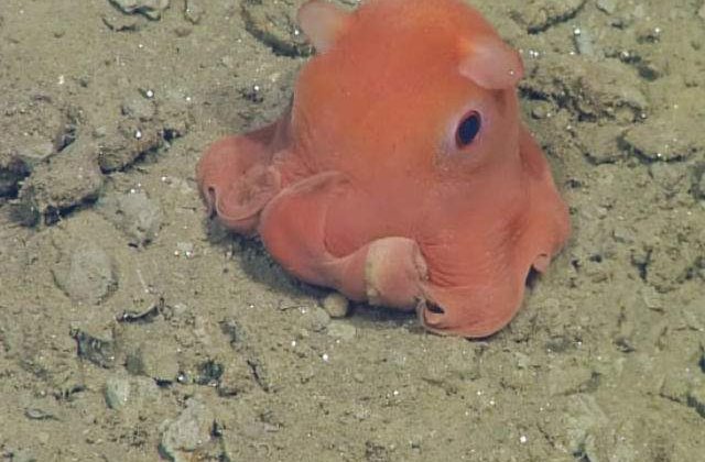 [VIDEO] Cea mai draguta caracatita. Cercetatorii vor sa o numeasca Adorabilis