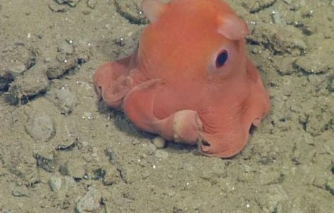 Cea mai draguta caracatita. Cercetatorii vor sa o numeasca Adorabilis