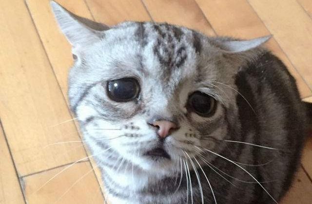 [FOTO] Amuzant: ea este cea mai trista pisica din lume