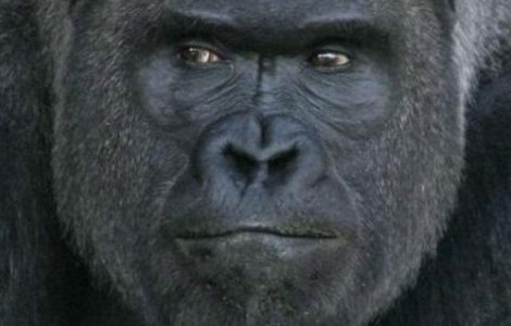  Foto  Cea mai chipesa gorila. A furat inimile femeilor din Japonia