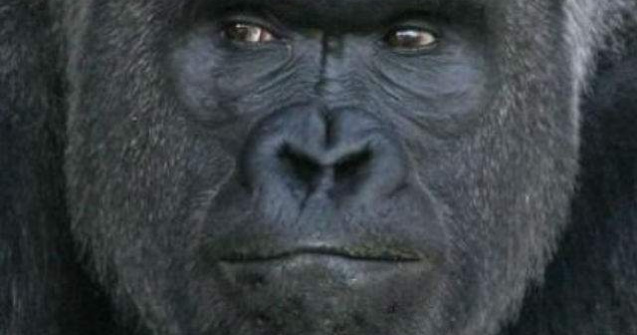  Foto  Cea mai chipesa gorila. A furat inimile femeilor din Japonia