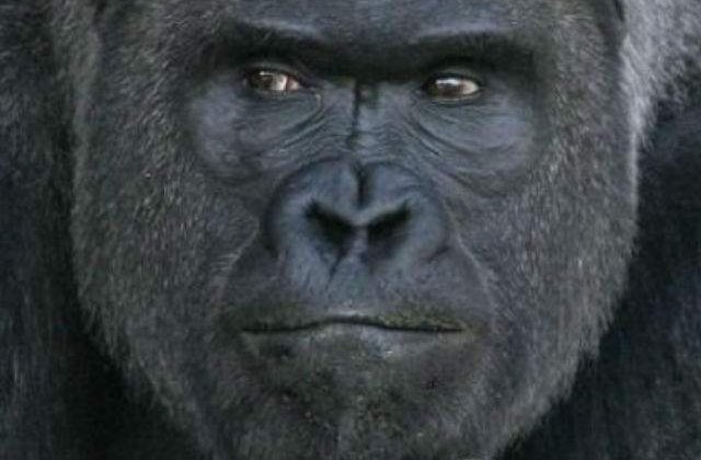 [FOTO] Cea mai chipesa gorila. A furat inimile femeilor din Japonia