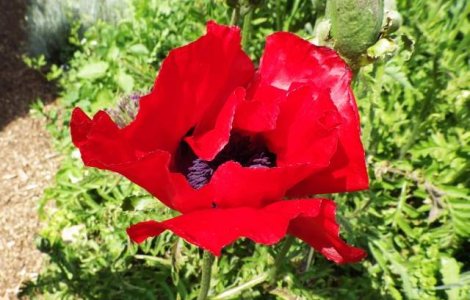 Studiu: Secretul genei care permite macilor sa produca morfina, descoperit