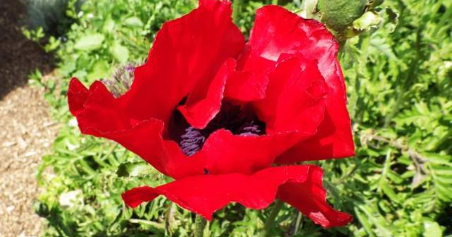 Studiu: Secretul genei care permite macilor sa produca morfina, descoperit