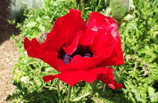 Studiu: Secretul genei care permite macilor sa produca morfina, descoperit