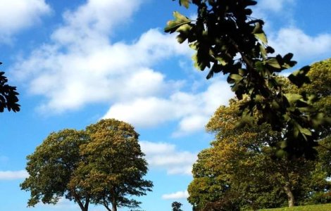 Proiect propus de PNL si PSD pentru protejarea arborilor "exceptionali"