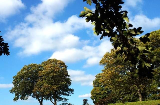 Proiect propus de PNL si PSD pentru protejarea arborilor "exceptionali"