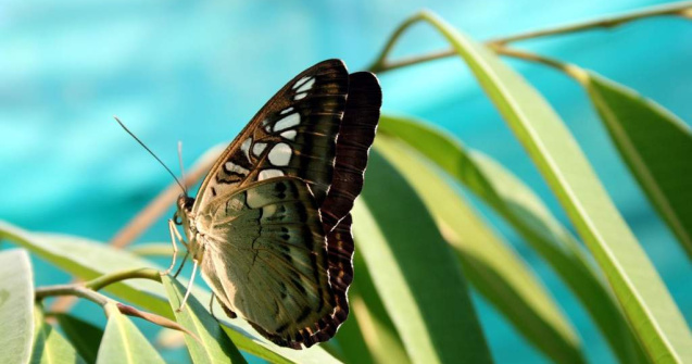 Expozitie de fluturi tropicali vii, la Muzeul Antipa