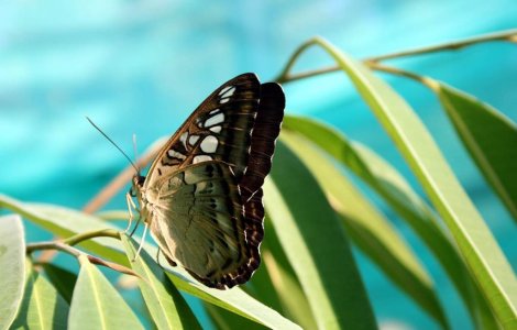 Expozitie de fluturi tropicali vii, la Muzeul Antipa