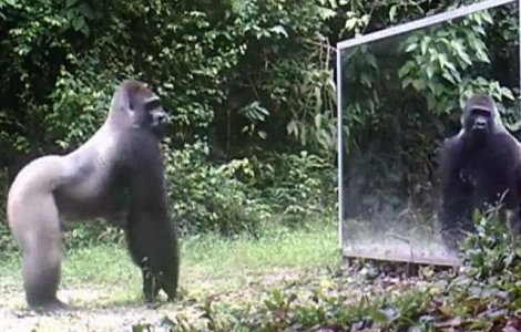  Video  Cum reactioneaza animalele salbatice cand se vad in oglinda