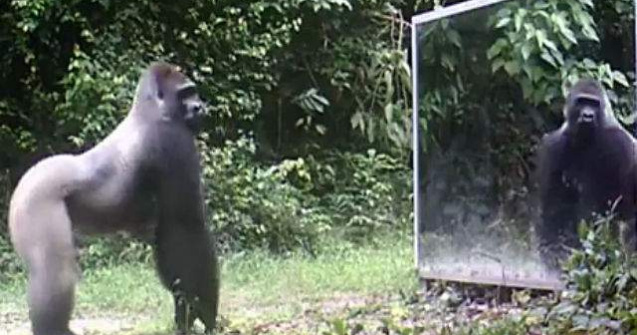  Video  Cum reactioneaza animalele salbatice cand se vad in oglinda