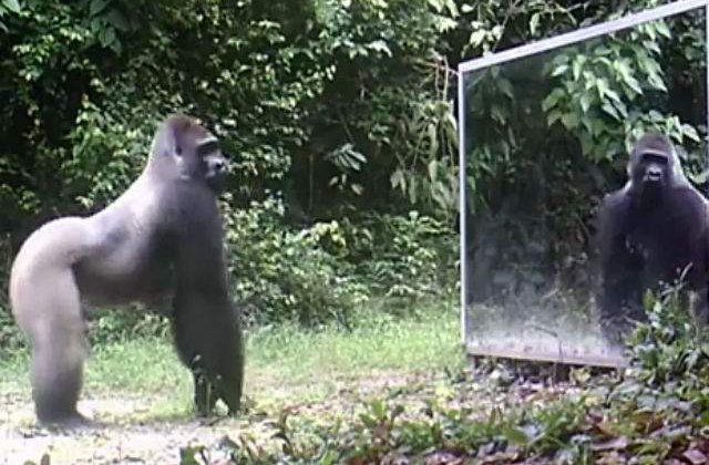 [VIDEO] Au pus o oglinda in mijlocul padurii. Cum reactioneaza animalele cand isi vad reflexia