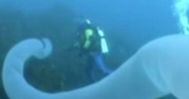 Creatura submarina misterioasa, surprinsa de o camera de filmat