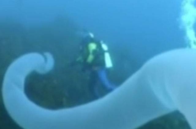 [VIDEO] Creatura submarina misterioasa, surprinsa de o camera de filmat