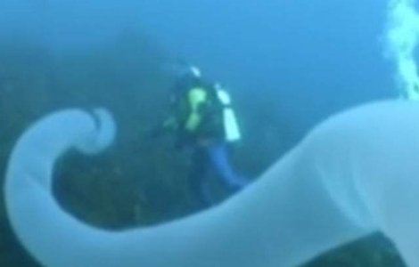 Creatura submarina misterioasa, surprinsa de o camera de filmat