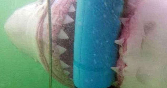 Un rechin flamand a atacat cusca in care se aflau mai multi turisti