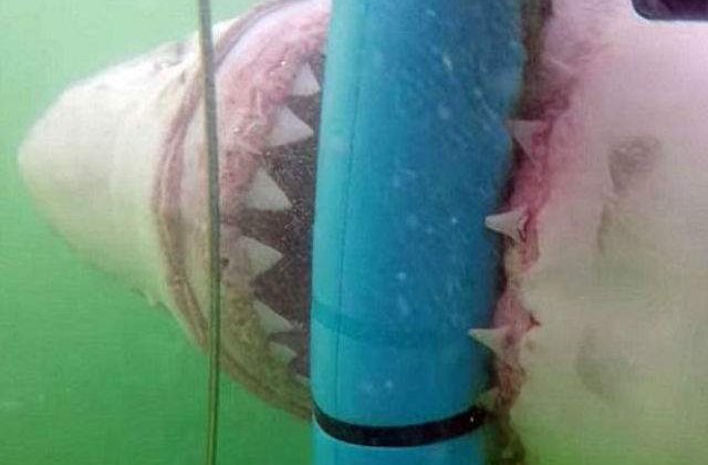 [VIDEO] Un rechin flamand a atacat cusca in care se aflau mai multi turisti