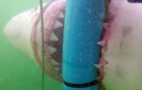 Un rechin flamand a atacat cusca in care se aflau mai multi turisti