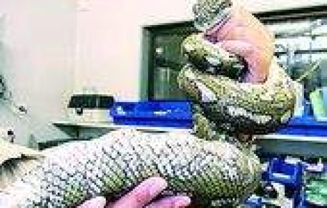 Sarpele care a inghitit mingi de golf