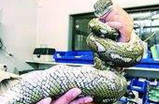 Sarpele care a inghitit mingi de golf