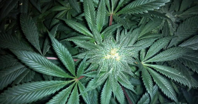 Studiu: Canabisul, benefic in cazuri de greata, anxietate si dureri