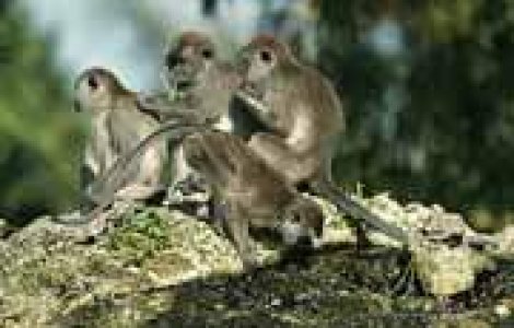 Maimutele platesc pentru sex?