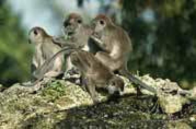 Maimutele platesc pentru sex?