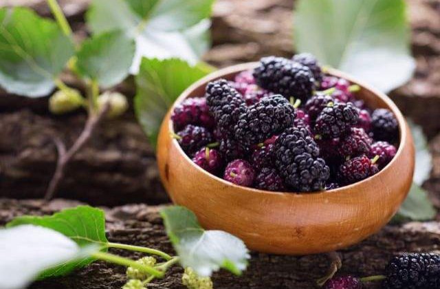 Adevarate BOMBE de nutrienti! Beneficiile NESTIUTE ale dudelor pentru sanatate