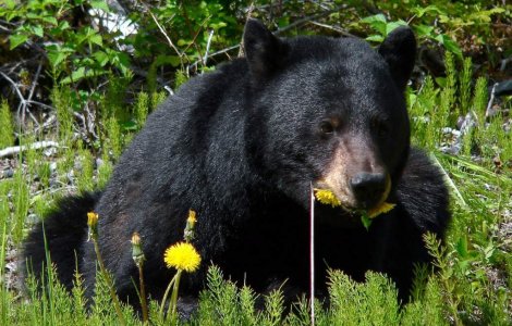 Senator UDMR: Nu putem transforma tara in gradina zoologica a Europei