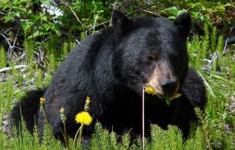 Senator UDMR: Nu putem transforma tara in gradina zoologica a Europei