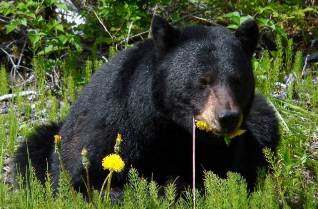 Senator UDMR: Nu putem transforma tara in gradina zoologica a Europei