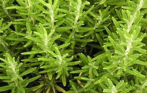  Top  Hrana pentru minte si corp! Beneficiile MIRACULOASE ale rozmarinului