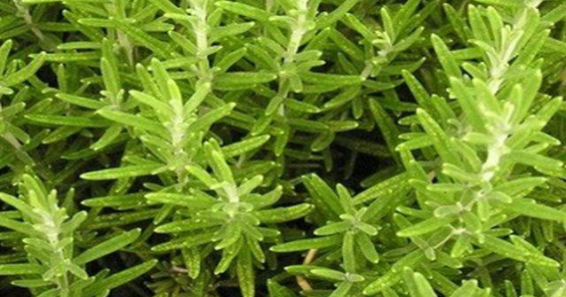  Top  Hrana pentru minte si corp! Beneficiile MIRACULOASE ale rozmarinului