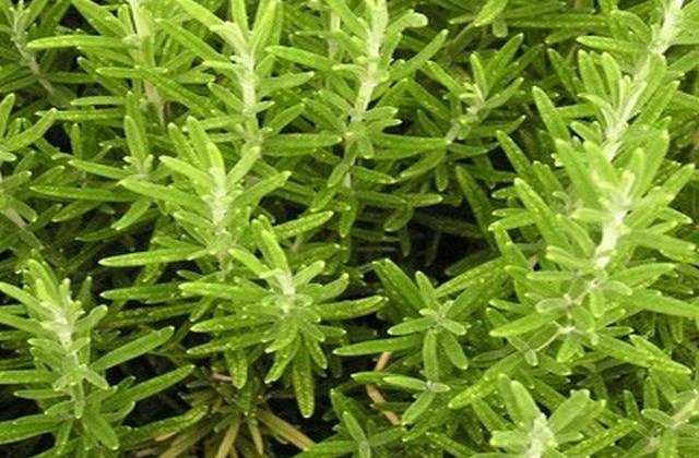 Hrana pentru minte si corp! Beneficiile MIRACULOASE ale rozmarinului