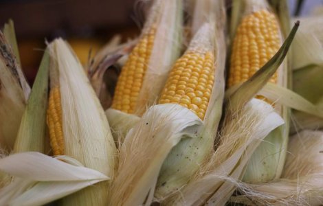  Top  Medicament de sezon! Beneficiile NESTIUTE ale porumbului