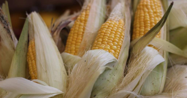  Top  Medicament de sezon! Beneficiile NESTIUTE ale porumbului