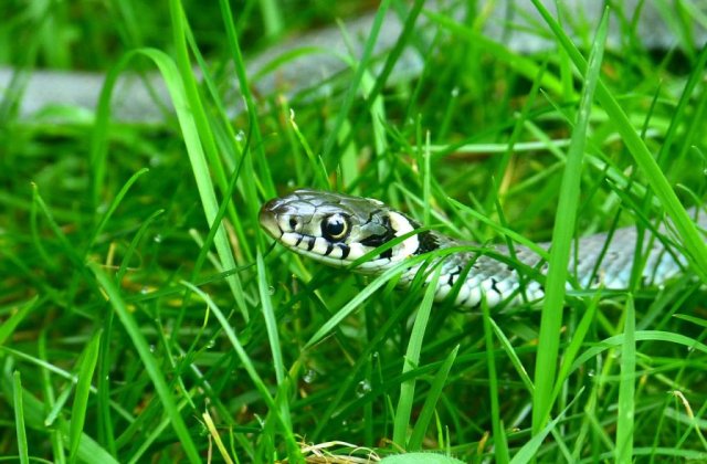 Harghita: Barbat muscat de sarpe, internat la Terapie Intensiva