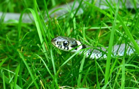 Harghita: Barbat muscat de sarpe, internat la Terapie Intensiva