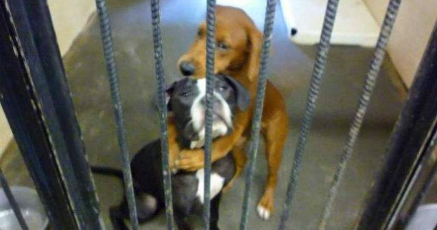  Foto  Fotografia emotionanta care a salvat doi caini de la eutanasiere