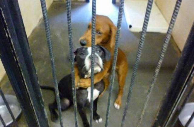 [FOTO] Fotografia emotionanta care a salvat doi caini de la eutanasiere