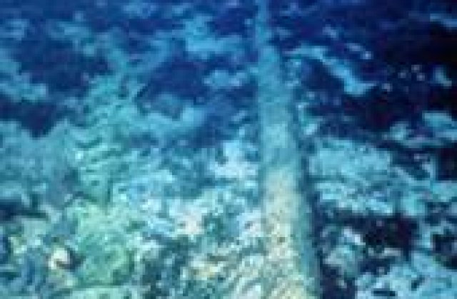 Cablu pe sub Pacific, ce va lega America de Asia!