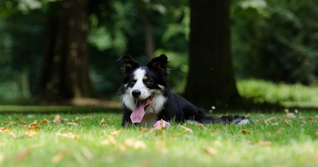  Top  Recunoscuti la nivel mondial! Cei mai inteligenti caini din lume