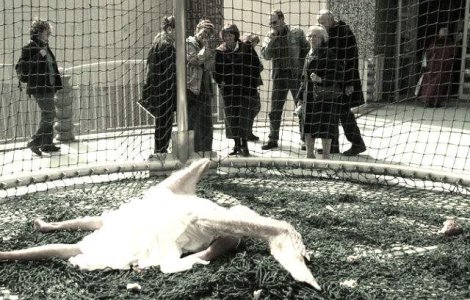  Top  Ati mai vazut asa ceva? Cum arata un INGER cazut pe pamant