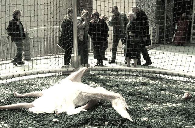 Ati mai vazut asa ceva? Cum arata un INGER cazut pe pamant