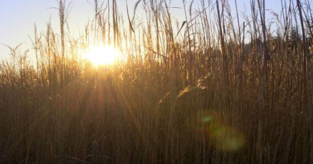 Temperaturi INCENDIARE la sfarsitul saptamanii