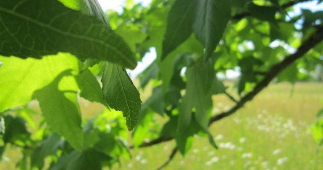 Cod galben de CANICULA, in urmatoarele ore. Ce judete vor fi afectate