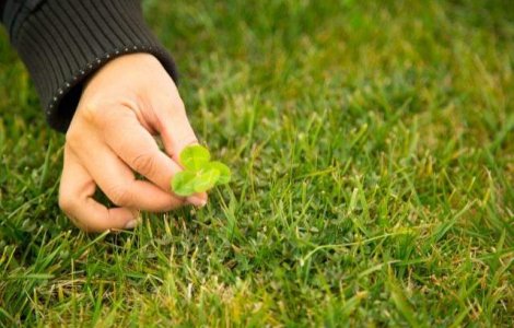  Top  Incearca-ti norocul! Cate lucruri stii despre trifoiul cu patru foi?